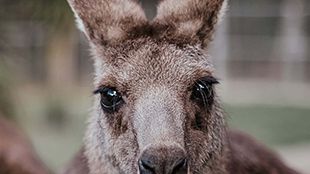 A Wild Journey - Protecting Yourself and Wildlife on Australian Roads