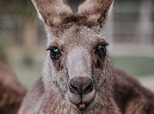 A Wild Journey - Protecting Yourself and Wildlife on Australian Roads