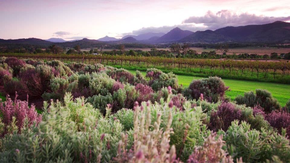 Scenic Rim 3-Day Road Trip: Valleys, Wineries and Mountain Drives