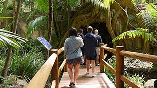 The Tamborine Mountain Glow Worm Caves are a magical Gold Coast experience you must put on your to-do list!