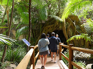 The Tamborine Mountain Glow Worm Caves are a magical Gold Coast experience you must put on your to-do list!